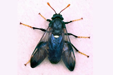 Photo of Cimbex americana