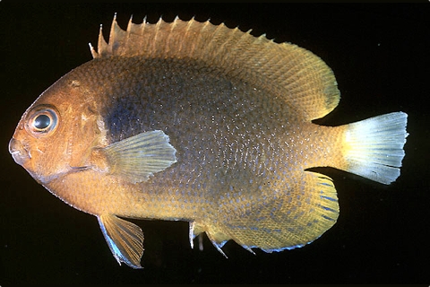 Photo of Centropyge fisheri