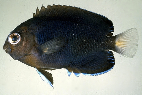 Photo of Centropyge flavicauda