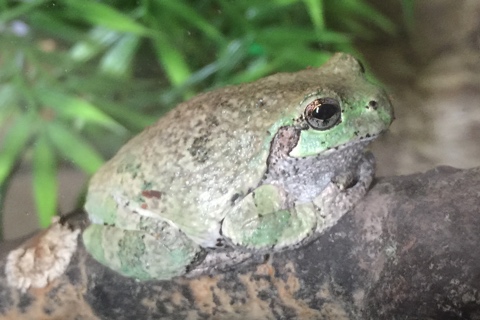 Photo of Hyla versicolor