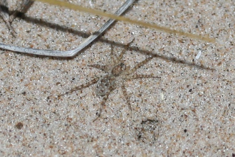 Photo of Arctosa littoralis