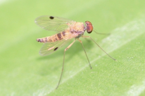 Photo of Chrysopilus modestus