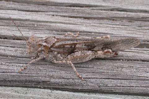 Photo of Trimerotropis huroniana