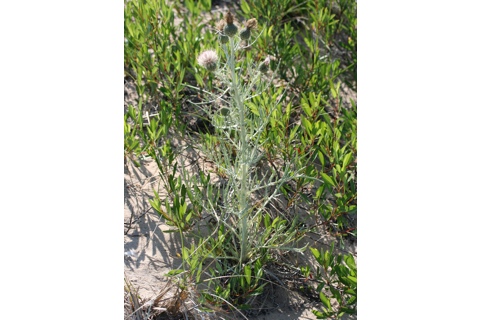 Photo of Cirsium pitcheri
