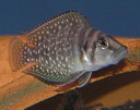 External Image
