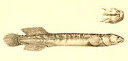External Image