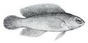 External Image
