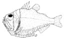 External Image