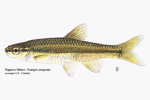 Photo of Notropis anogenus