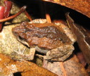 External Image