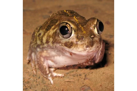 Photo of Neobatrachus sudelli