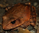 External Image