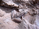 External Image