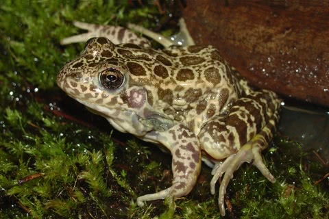 Photo of Rana areolata