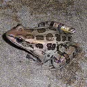 External Image