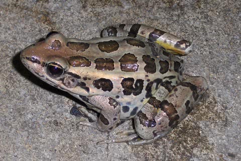 Photo of Rana palustris