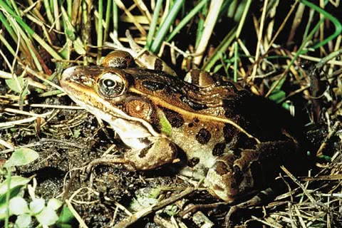 Photo of Rana pipiens