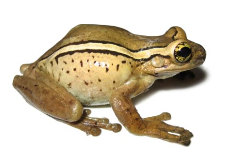 Photo of Trachycephalus mesophaeus