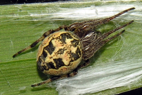 Photo of Larinioides cornutus