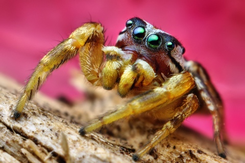 Photo of Pelegrina pervaga