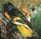 External Image