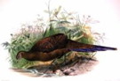 External Image