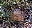 External Image