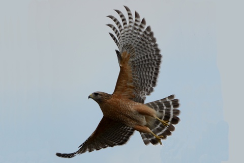 Photo of Buteo lineatus