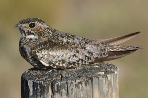 Photo of Chordeiles minor