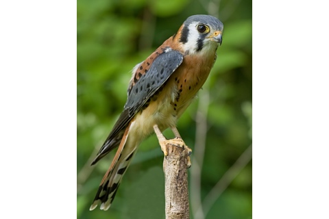 Photo of Falco sparverius