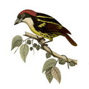 External Image