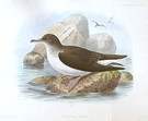 External Image