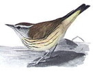 External Image