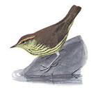 External Image