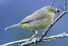 External Image