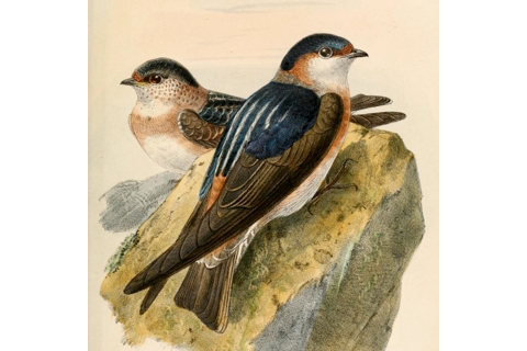 Photo of Petrochelidon rufocollaris