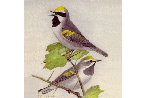 Photo of Vermivora chrysoptera