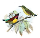 External Image