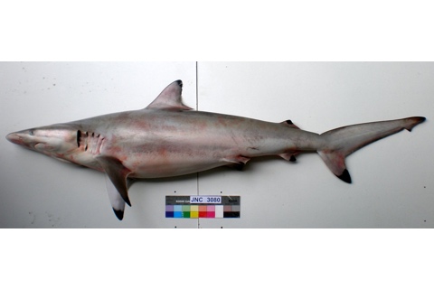 Photo of Carcharhinus brevipinna