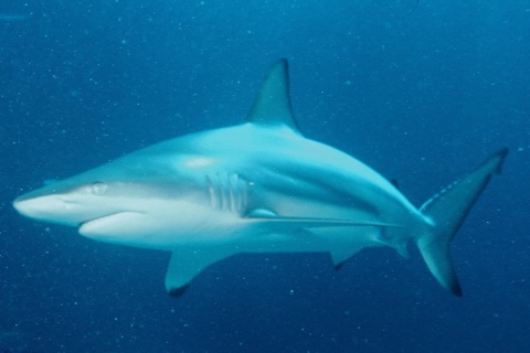 Photo of Carcharhinus limbatus