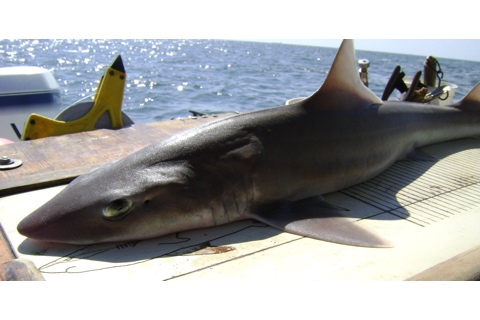 Photo of Mustelus canis