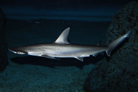 Photo of Sphyrna tiburo