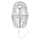 External Image
