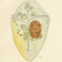 External Image