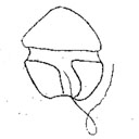 External Image