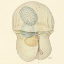 External Image