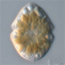 External Image