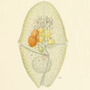External Image