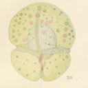 External Image