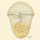 External Image